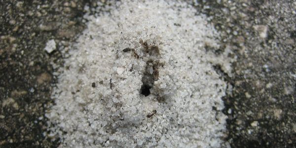 All types of ants can cause issues in and outside the home, Rock and Roll Pest Control Services.