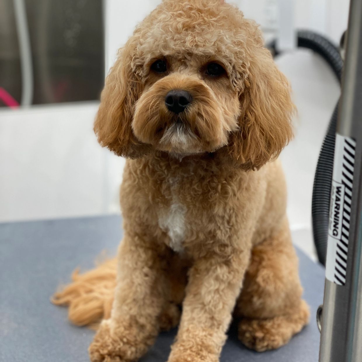 Mobile Pet Grooming Shaggy Chic