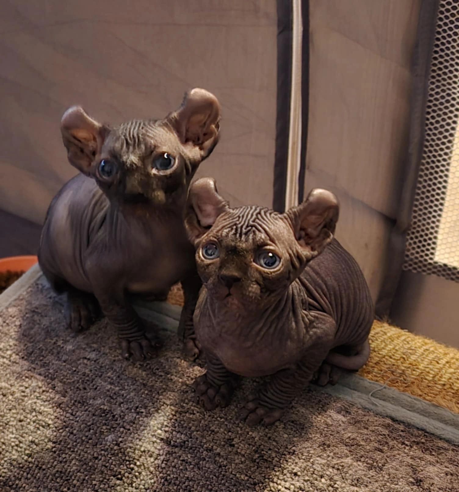 meet raven and mya