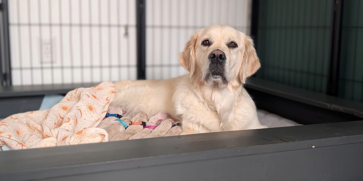 Bliss with the Breezy puppies 1 day old