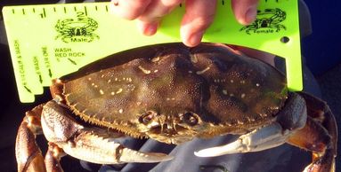 San Francisco Crab Fishing - The Art of Crabbing