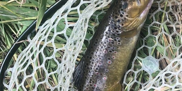 Nice Small Stream Brown!