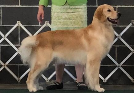 Grace at Goodell's dog show