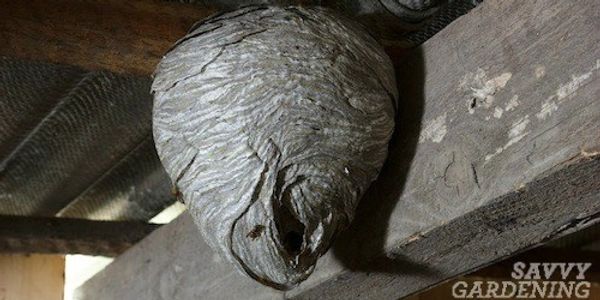 Large bee nest inside of a shed