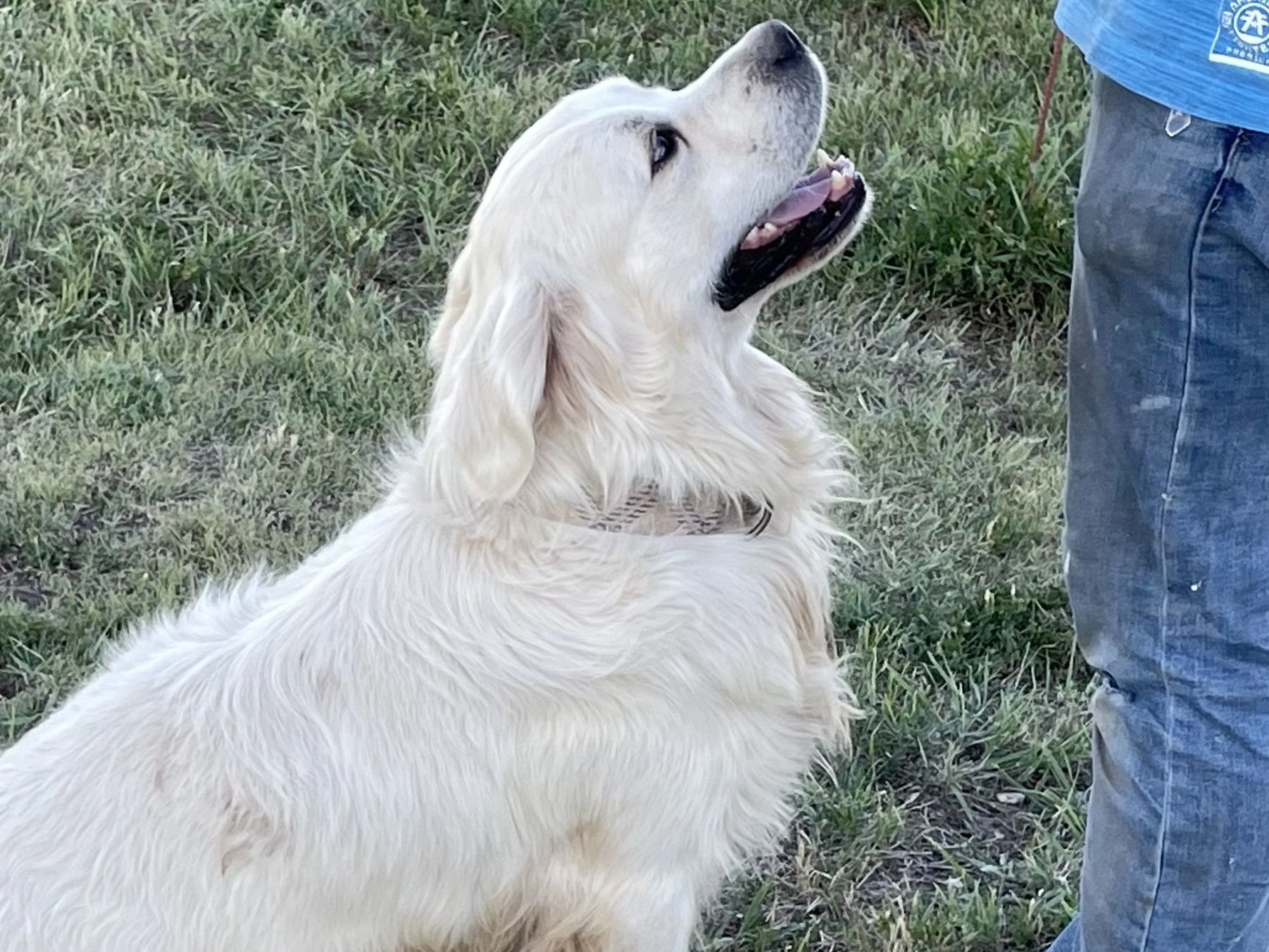 Golden retriever looking up attentively at a person.