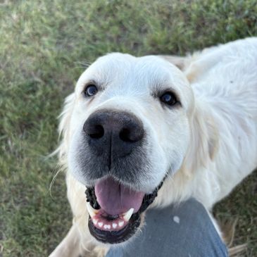 Happy golden retriever looking closely at the camera outdoors.