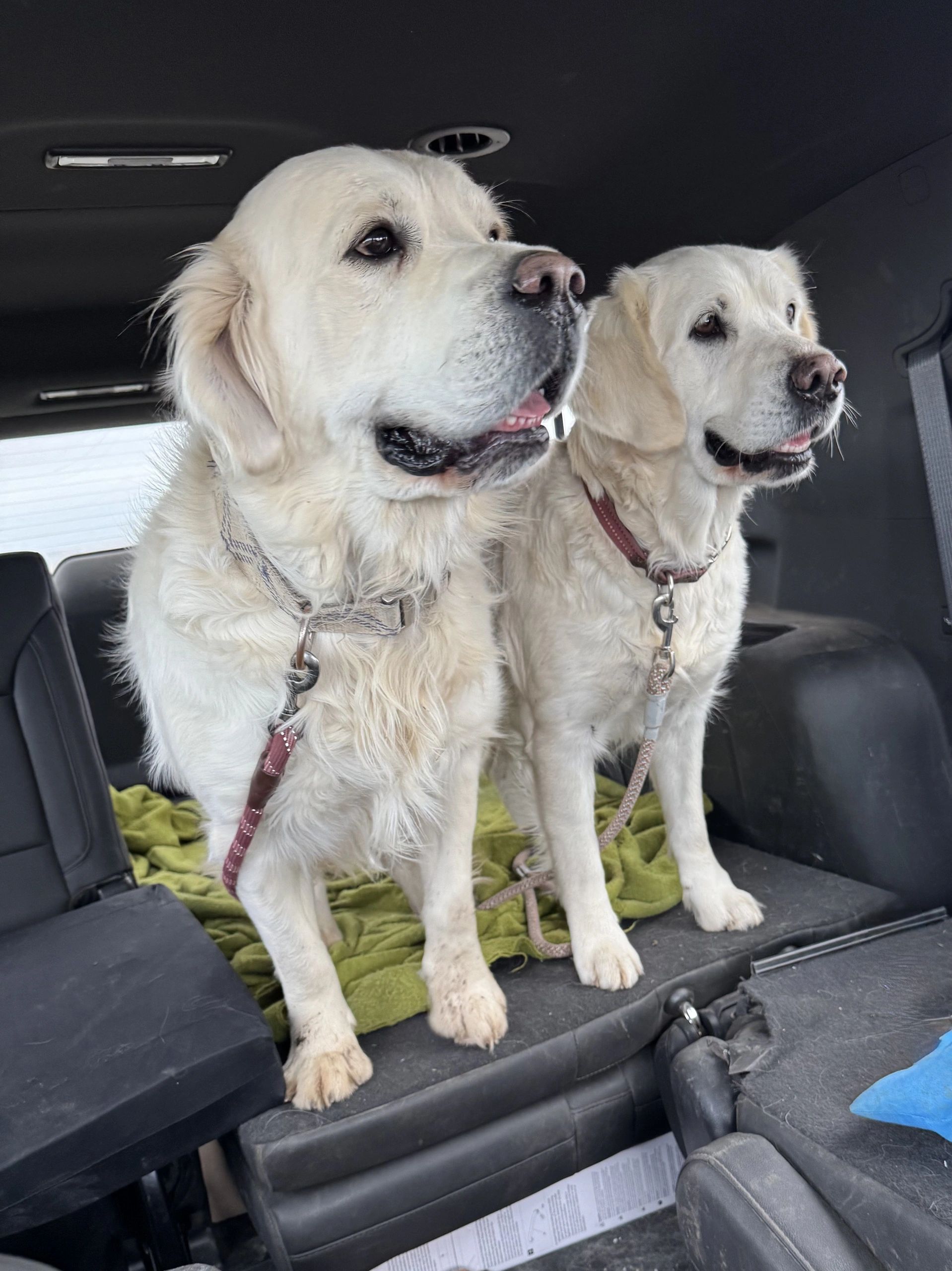 Two golden retrievers sitting in a car's back area.