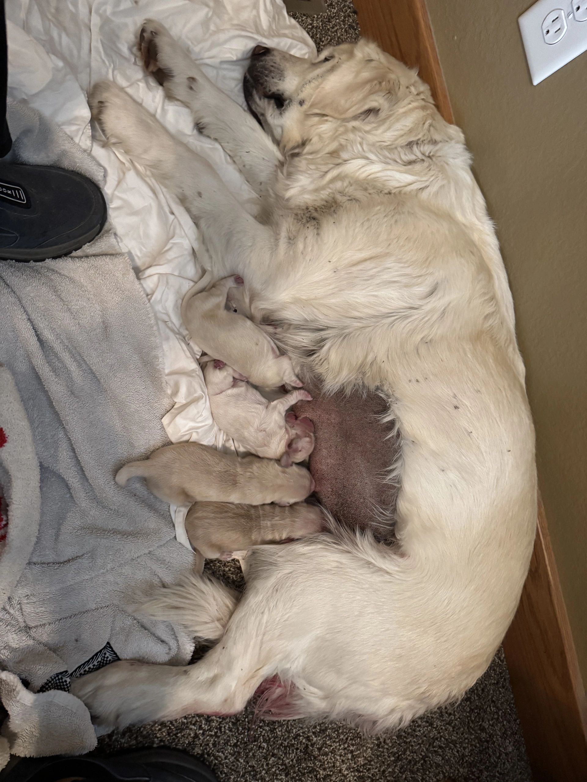 Mother dog nursing her newborn puppies on a cozy blanket.