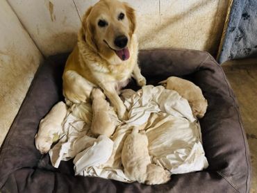 Golden retriever mother with her puppies in a cozy bed.