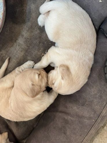 Two light-colored puppies sleeping close together.