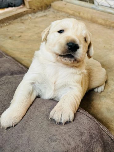 Cute golden retriever puppy resting on couch.