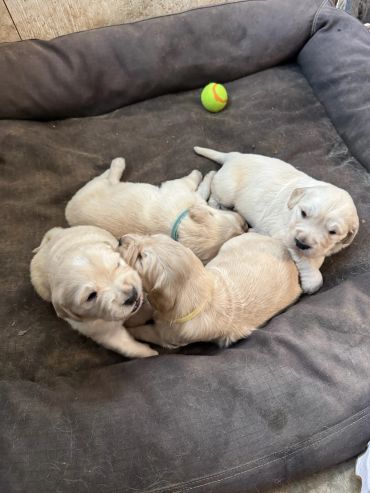 Four adorable light-colored puppies resting on a dog bed.