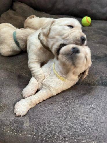 Two playful puppies wrestling on a couch.