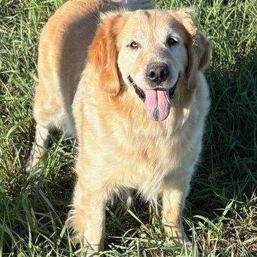 Happy golden retriever standing on grass with tongue out.