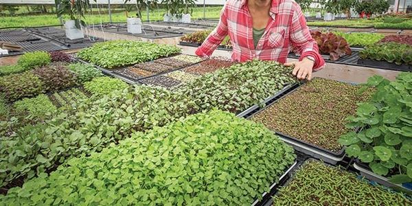 We offer a wide variety of 
High Quality Micro Greens For Sale !
