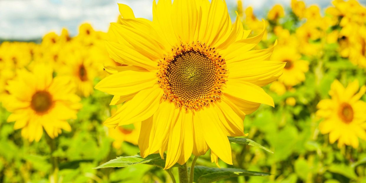 Field of sunflowers