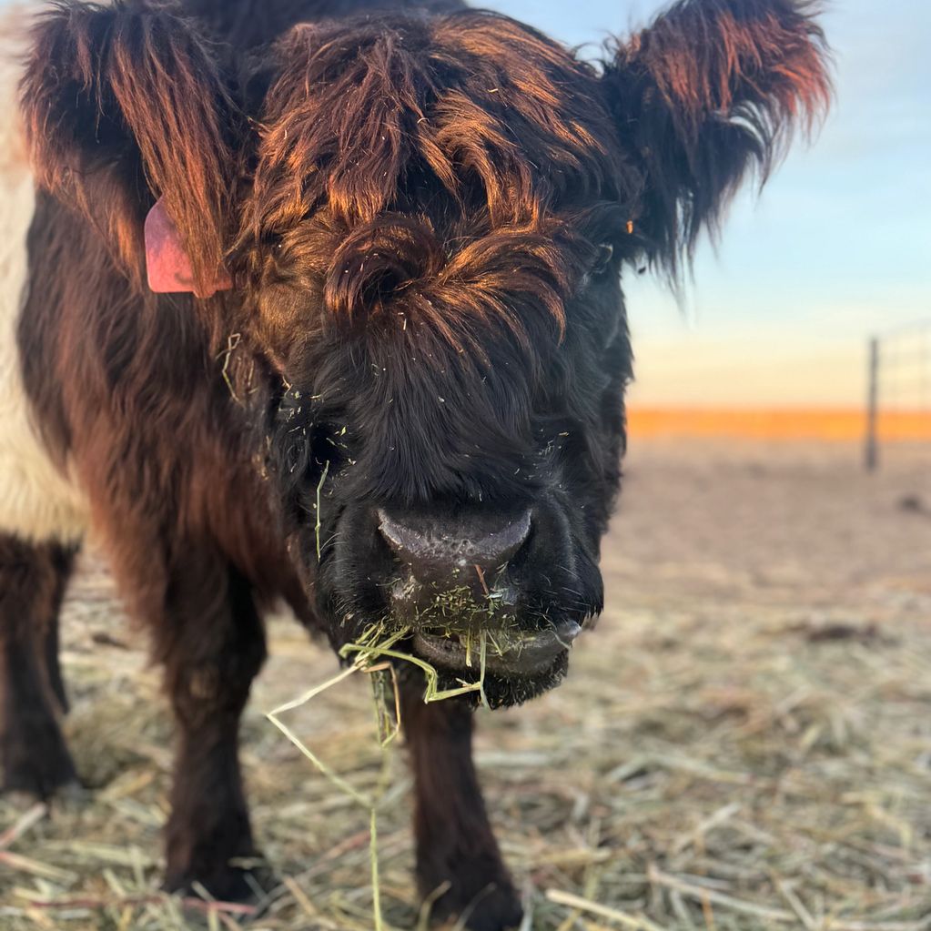 Mini belted galloway eating 