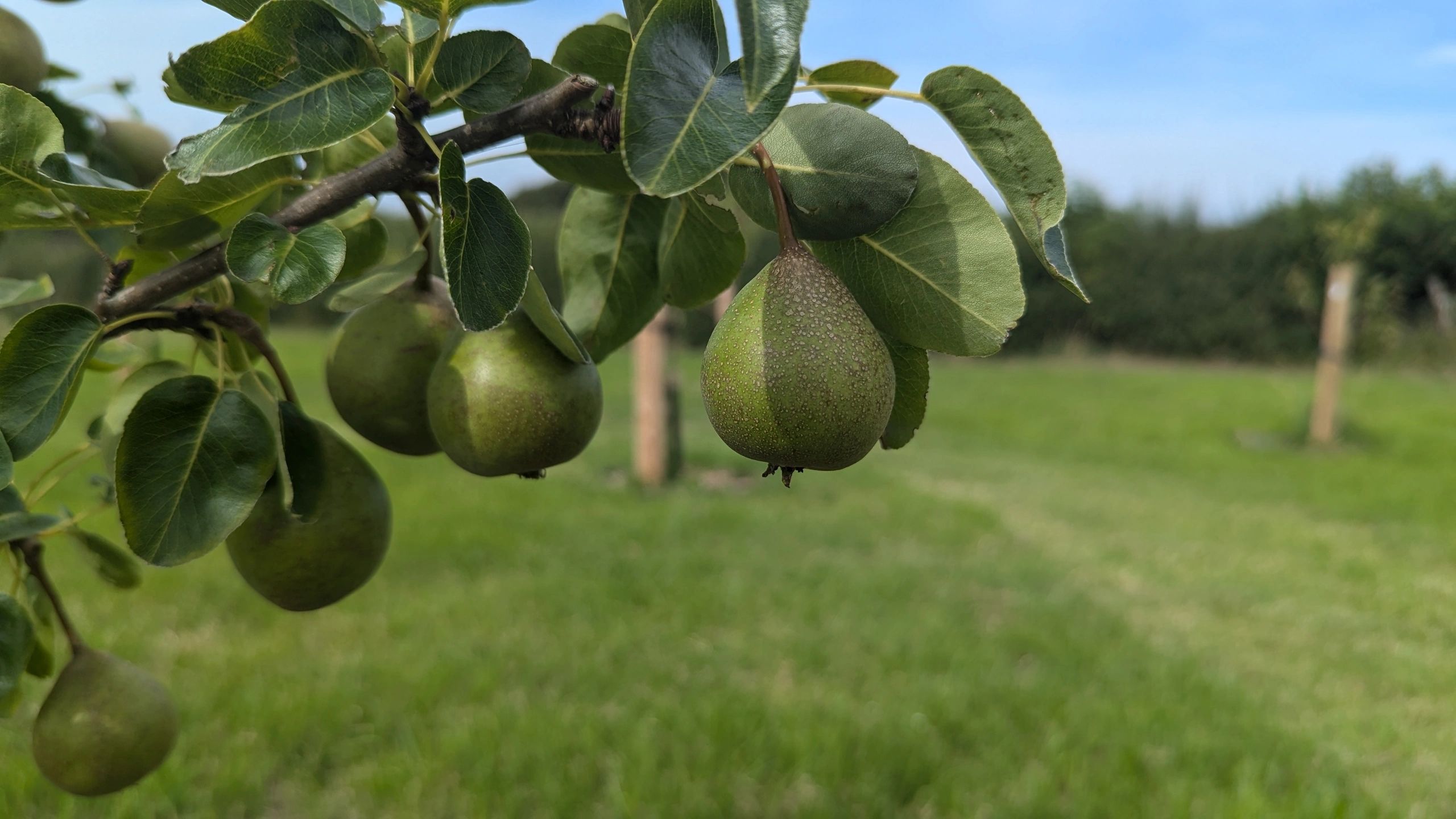 Pears July 2024