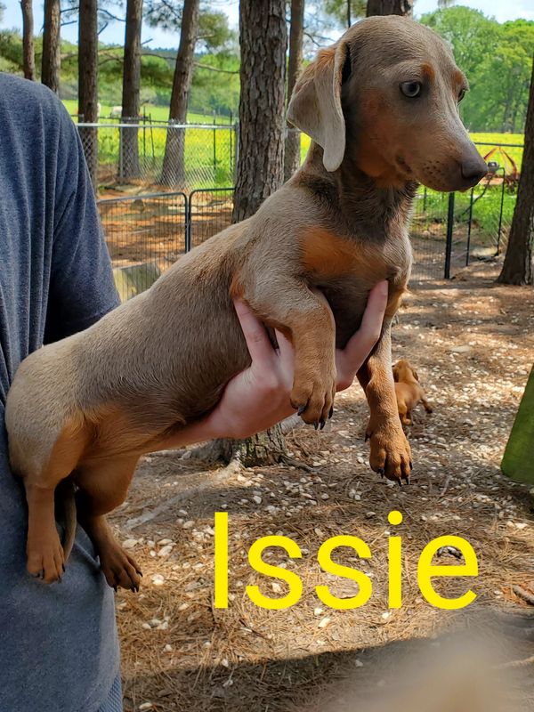 Dams Fergiedachs Kennels Home of Miniature Dachshunds Brookhaven MS