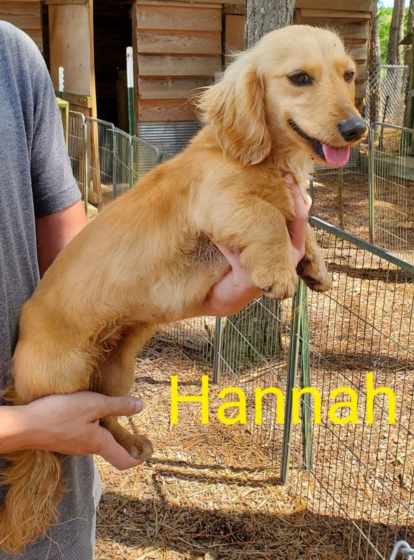 Dams Fergiedachs Kennels Home of Miniature Dachshunds Brookhaven MS