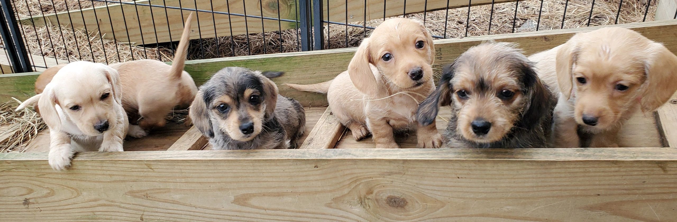 Sires Fergiedachs Kennels Home of Miniature Dachshunds Brookhaven MS