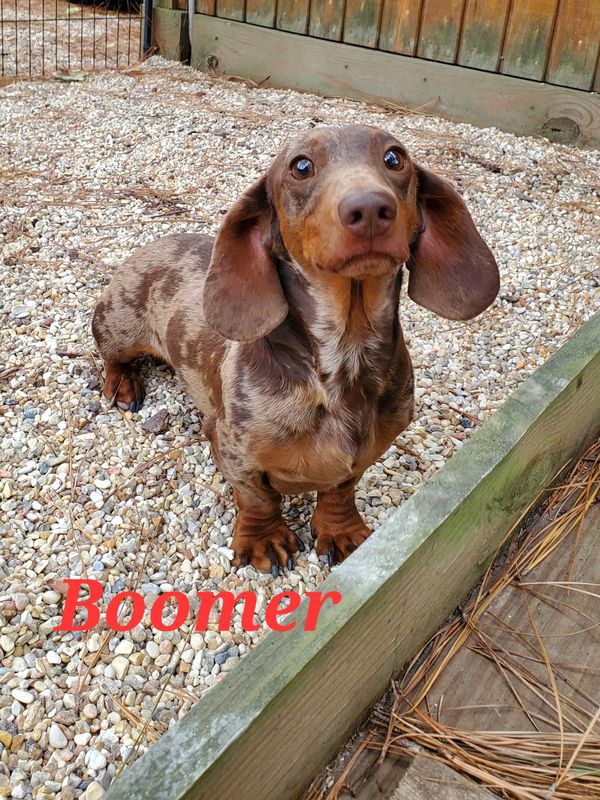 Sires Fergiedachs Kennels Home of Miniature Dachshunds Brookhaven MS