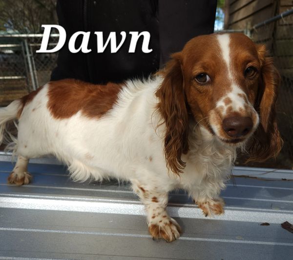 Dams Fergiedachs Kennels Home of Miniature Dachshunds Brookhaven MS