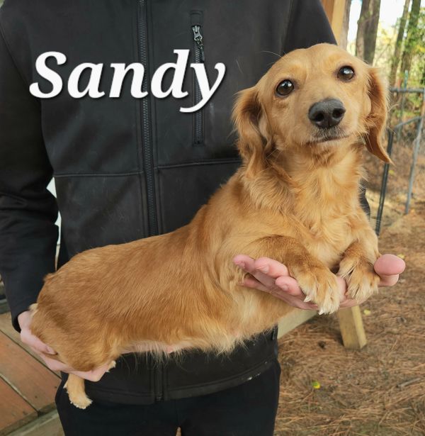 Dams Fergiedachs Kennels Home of Miniature Dachshunds Brookhaven MS