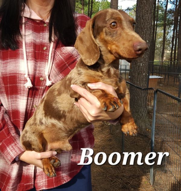 Sires Fergiedachs Kennels Home of Miniature Dachshunds Brookhaven MS