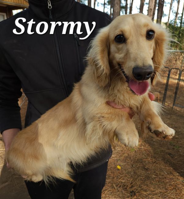 Sires Fergiedachs Kennels Home of Miniature Dachshunds Brookhaven MS