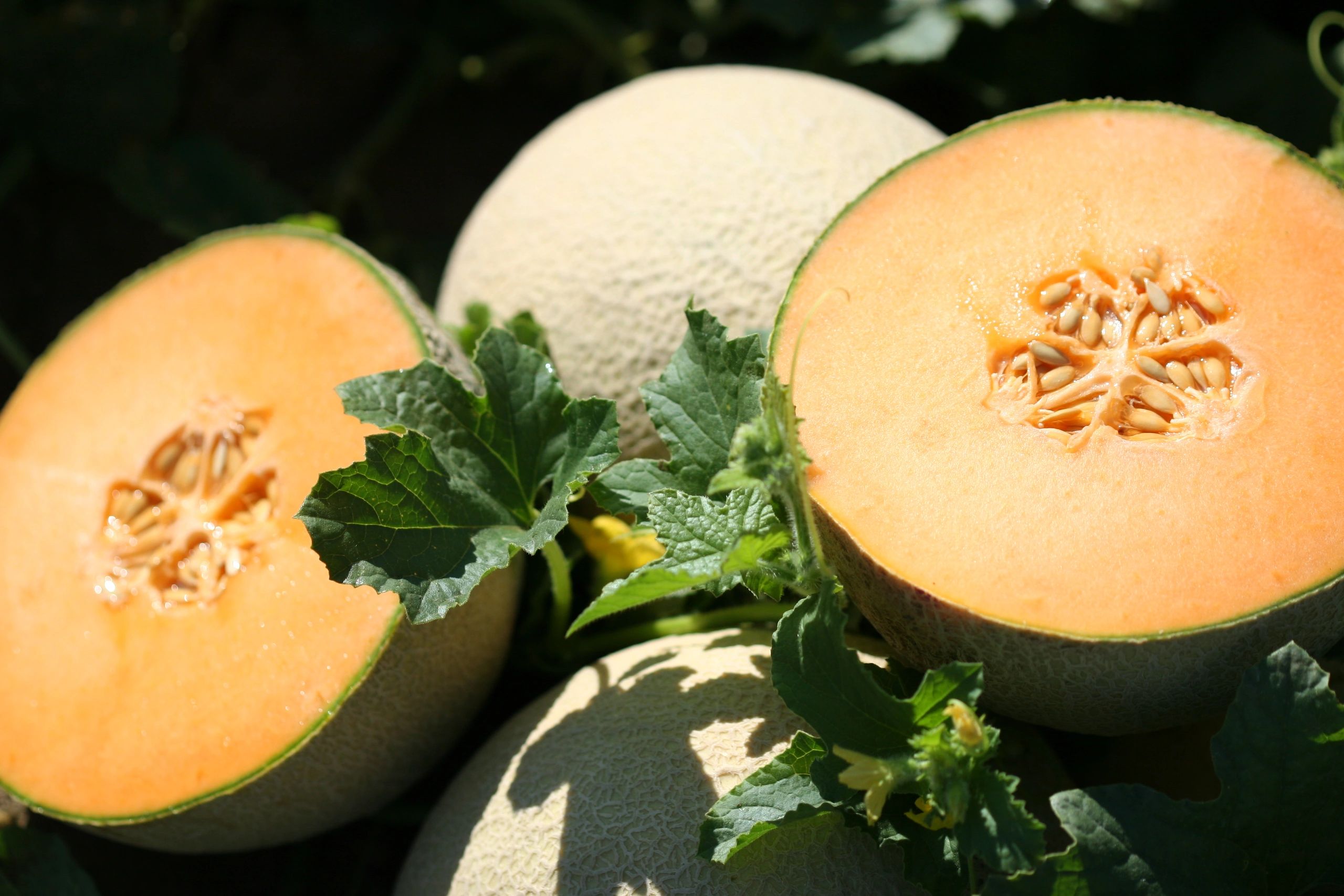 Cantaloupe перевод. Melon Cantaloupe Hales best Jumbo Seeds. Дыня канталупа "Hearts of Gold". Cantaloupe MCO ашка. Melon Cantaloupe Hales best Jumbo Seeds jpg.