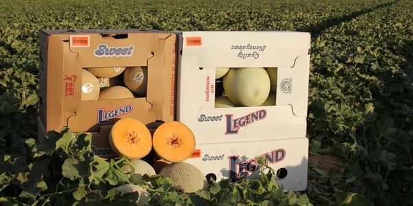 Cantaloupe, Melons, Origami, Honeydew, Legend Produce, Arizona Melons, Cantaloupe Farming, 