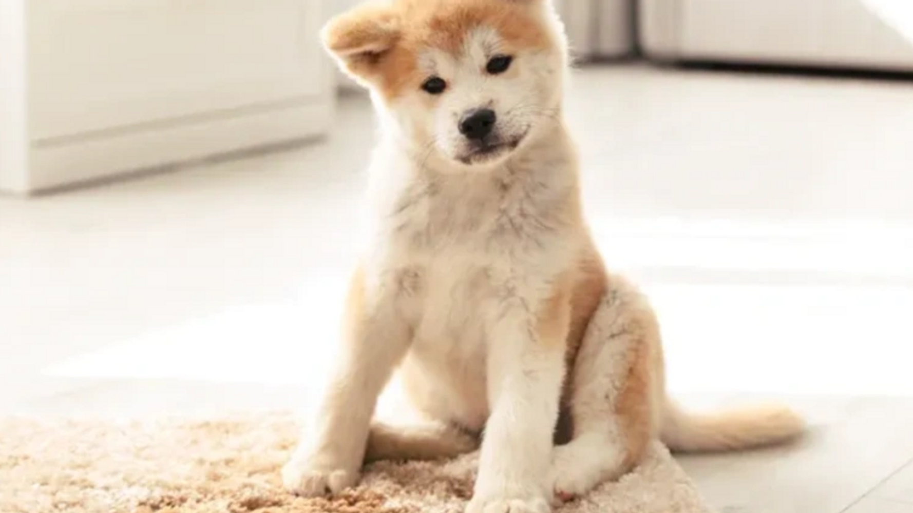 pet stains on carpets, carpet cleaning ny