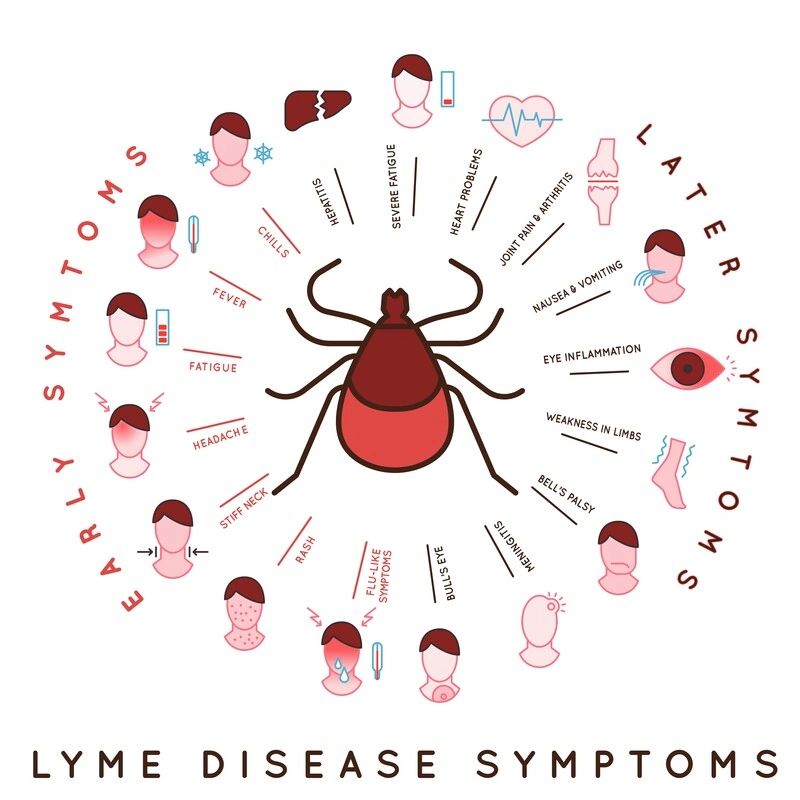 Lyme Disease Part 2 The Great Imitator