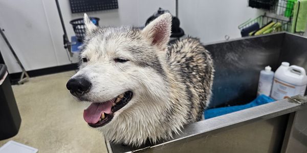 Wet husky dog in a grooming tub, looking happy with its tongue out.