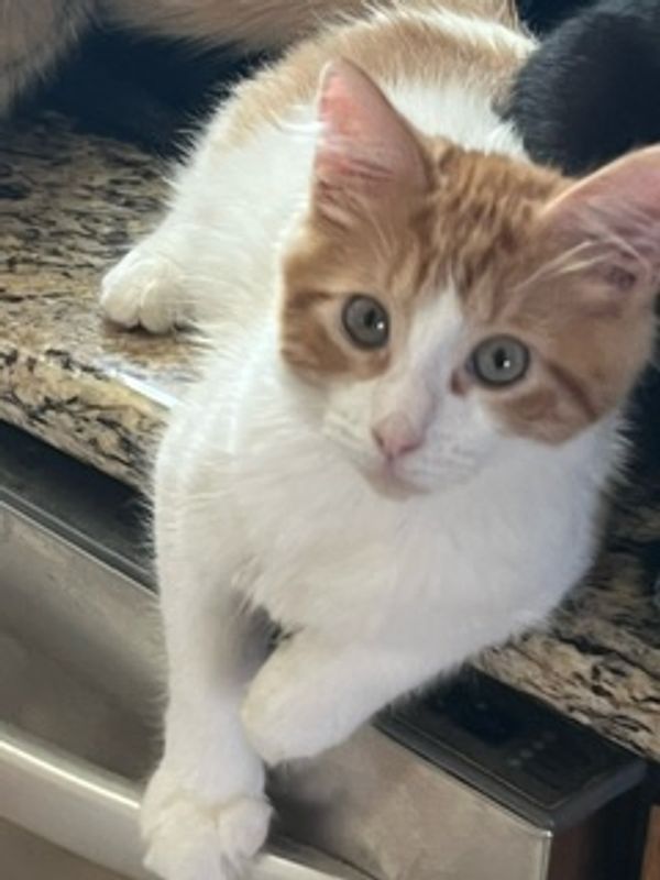 Mason, was just 6 weeks old, only survivor of his litter, diagnosed Panleuk and coccidia.  