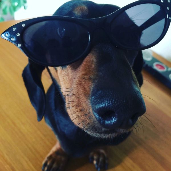 Dog wearing stylish sunglasses.