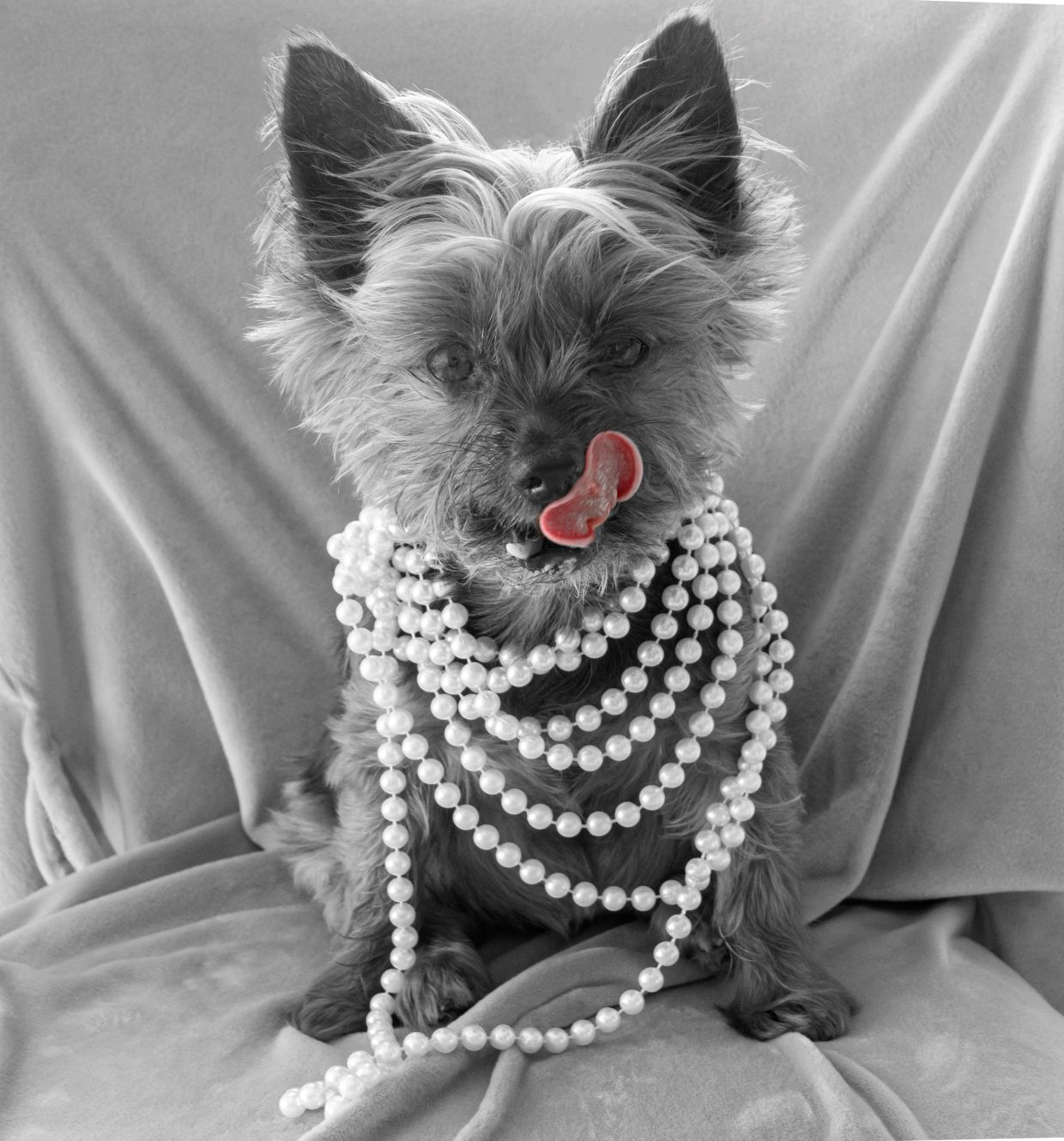 Dog with pearl necklaces licking its nose.