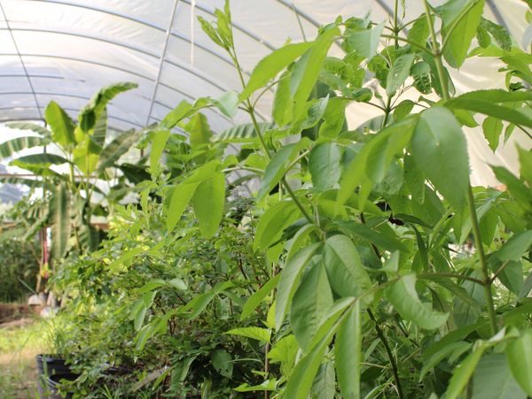 Close-up of green leaves in a greenhouse. 