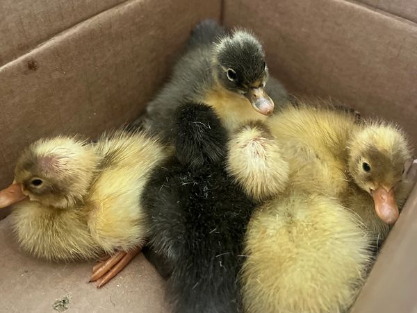 Close-up of baby ducklings in a box.