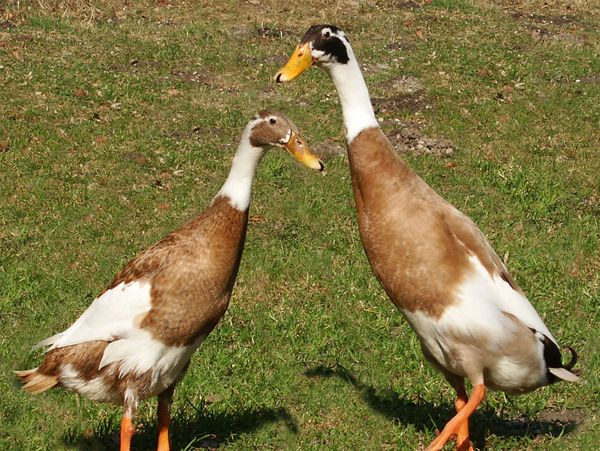 Two Indian Runner Ducks standing in the grass on a sunny day. 