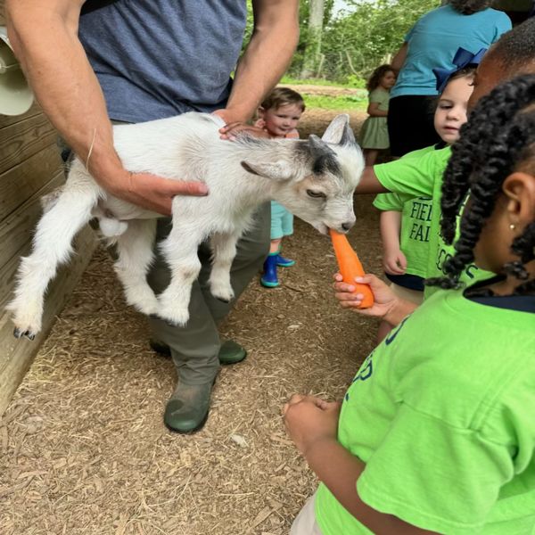 Young girl feeding a baby Nigerian Dwarf Goat.
