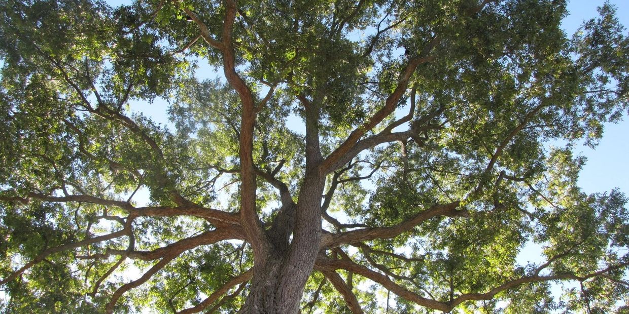 Close-up of pecan tree.