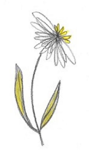 pencil drawn flower
