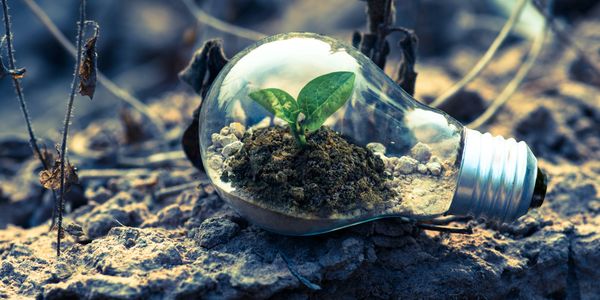 Plant Growing Inside A Lightbulb on Barren Ground