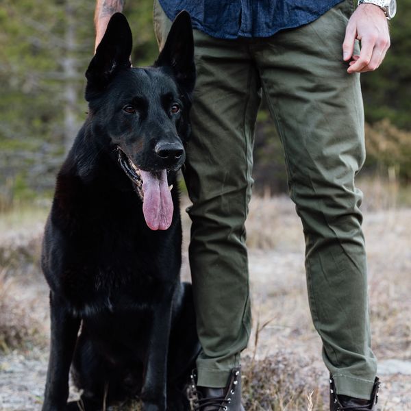 A loyal German Shepherd dog with alert ears and expressive eyes, showing strength, and companionship