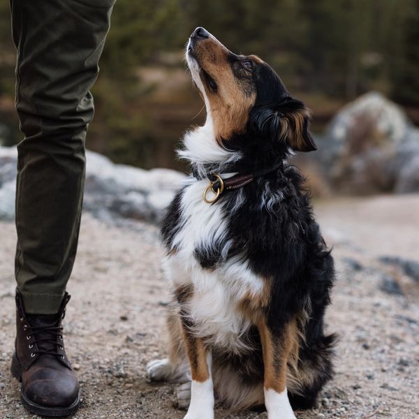 An intelligent Australian Shepherd with striking eyes , capturing loyalty, energy, and playful.