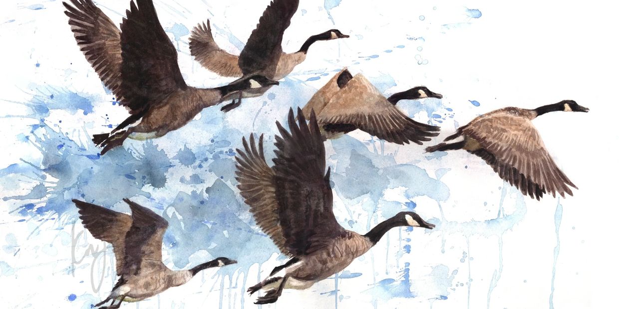 Watercolor painting of geese flying with blue splashes.