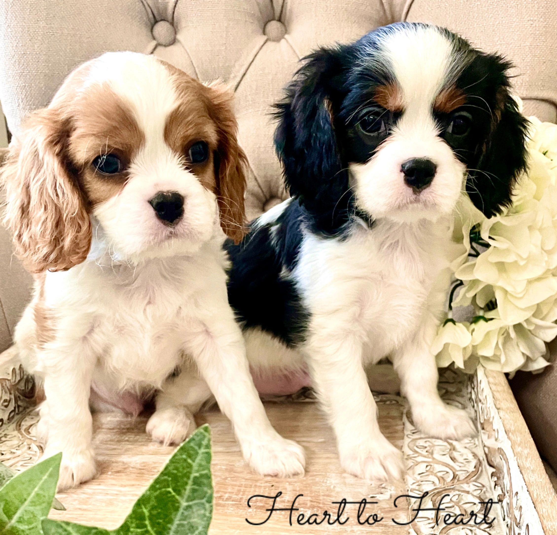 Available Puppies