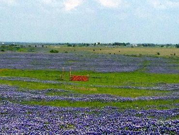 Texas, bluebonnet, flowers, TX, photographer, photography, photographers, photos, landscapes, views
